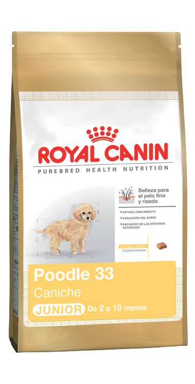CANICHE/POODLE