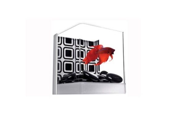 [10573] Betta Kit con Gemas Negras Tetra