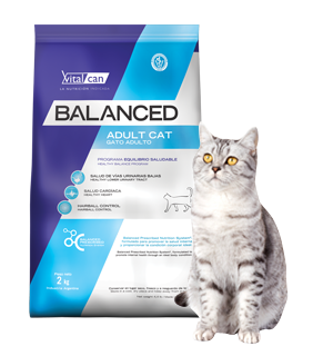Balanced Gato Adulto