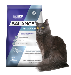Balanced Gato Senior